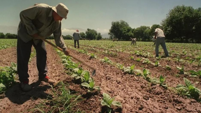 Trabajadores rurales temporarios pueden tener empleo registrado sin perder la ayuda social