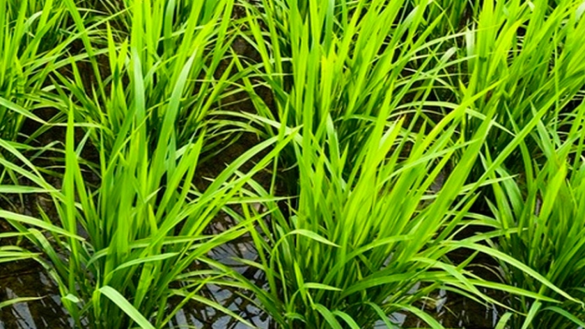 Desarrollan líneas de arroz semienano de alto rendimiento a través de CRISPR-Cas9