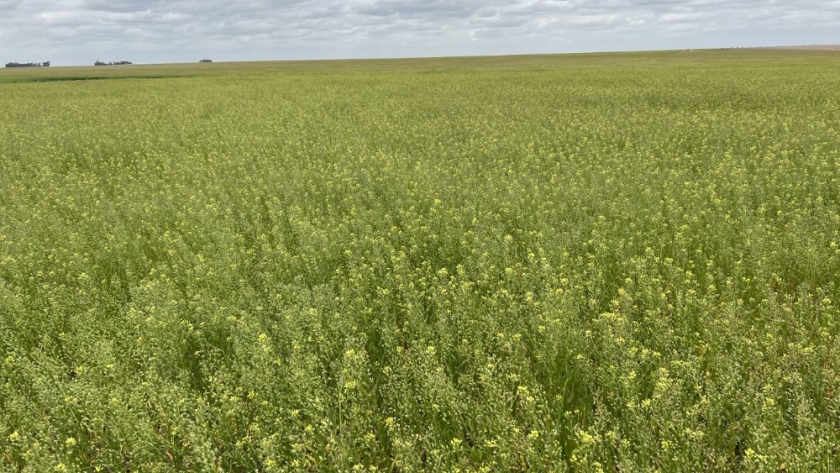 Bunge invierte en cultivos de baja huella de carbono