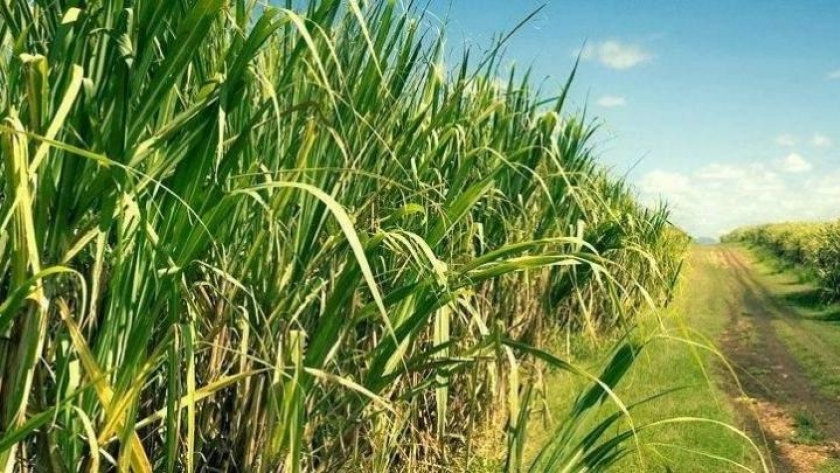 La zafra continúa a toda marcha