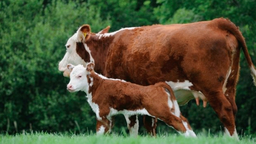 Tecnología para inducir el celo en vacas y vaquillonas