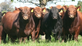 Angus certificó en 2020 más de 290 mil cabezas para exportación