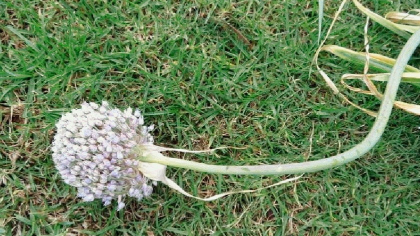 Presentan una variedad de ajo con potencial para la decoración