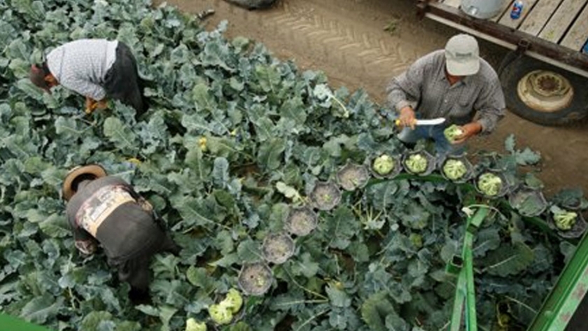 Canadá, la nueva víctima agrícola de la crisis climática por los cambios bruscos