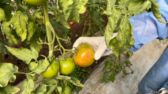 Monitoreo y toma de muestras en plantaciones de tomate y pimientos de Tucumán