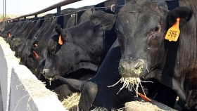 En marzo mejoraron algunos indicadores del feedlot