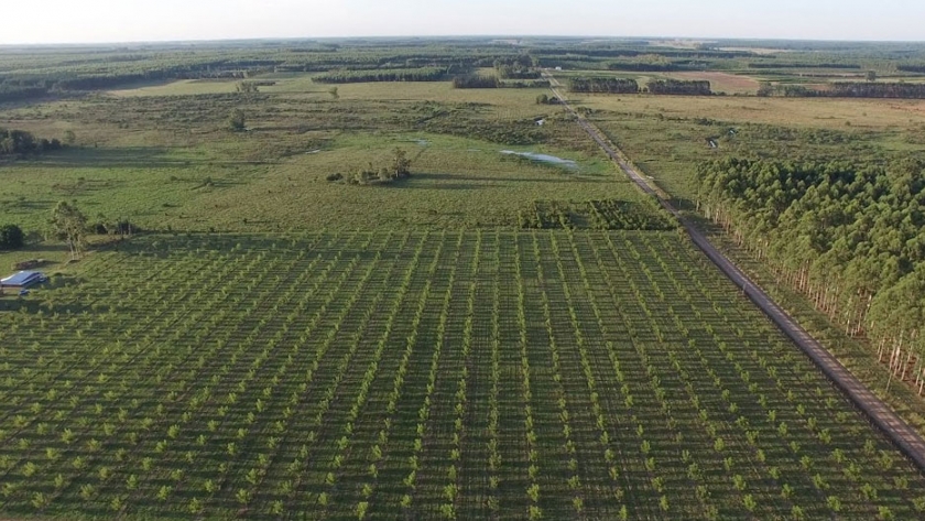 Se lleva distribuido el 60 % de los plantines para el proyecto de desarrollo productivo de nuez pecán