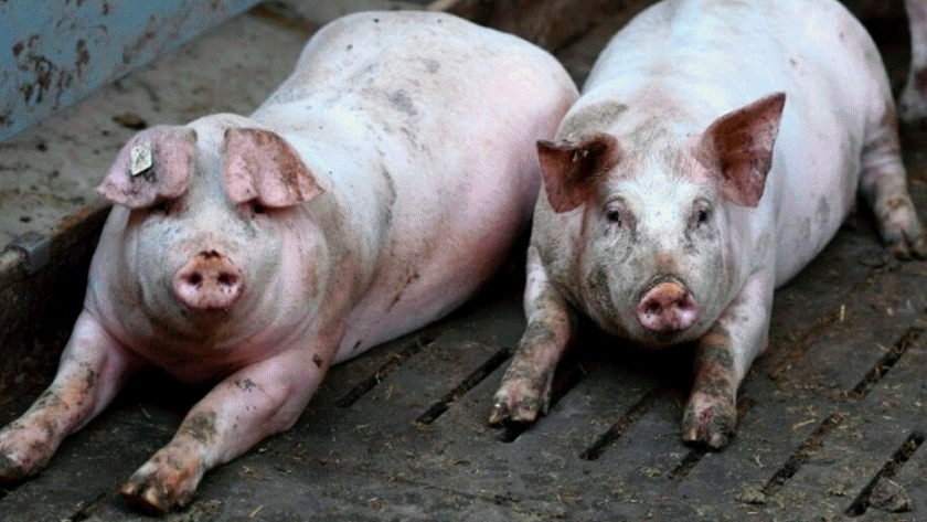 Transforman residuos de la producción porcina en abonos orgánicos 