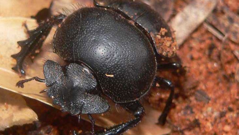 Cómo el humilde escarabajo de estiércol diseña mejores ecosistemas en Australia