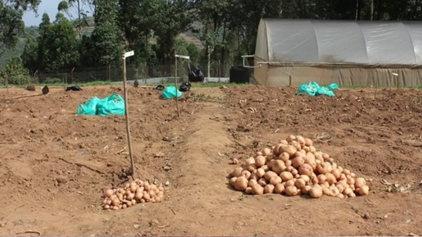 Por qué una nueva variedad de papa podría cambiar las reglas del juego para los agricultores de África Oriental