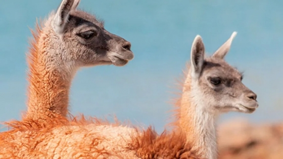 Convivencia con los guanacos: ¿la relación armónica es posible?