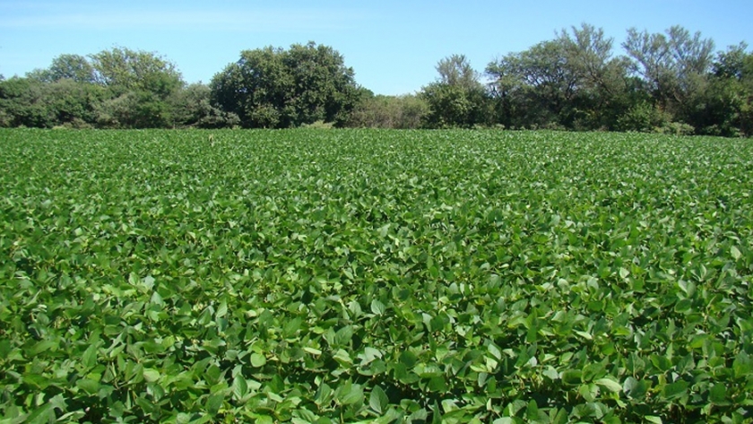 Vinculan el cambio de uso de suelo a pérdidas de carbono orgánico