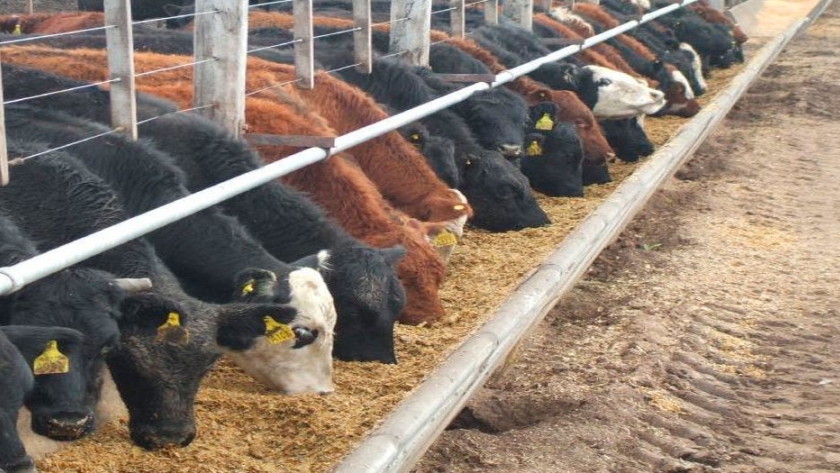 La invernada vuela y desconcierta a los feedloteros