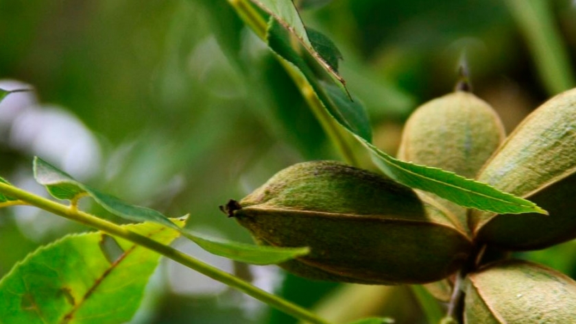La reina entre todas las nueces