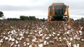 El algodón en Santa Fe rindió 453 kilos más por hectárea
