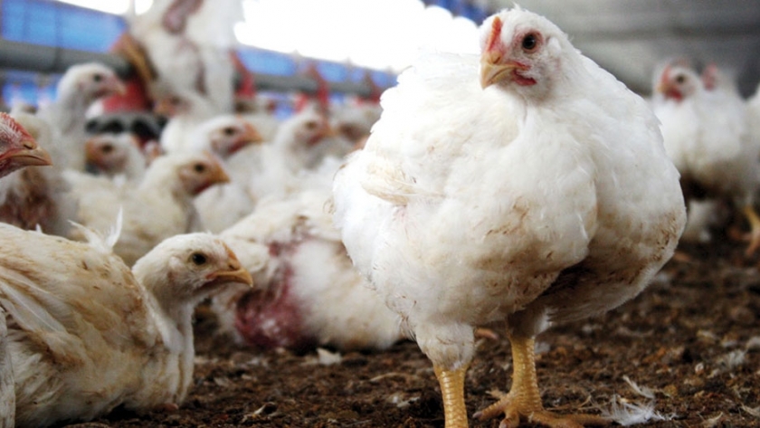 Bienestar animal aplicado a la avicultura en Argentina