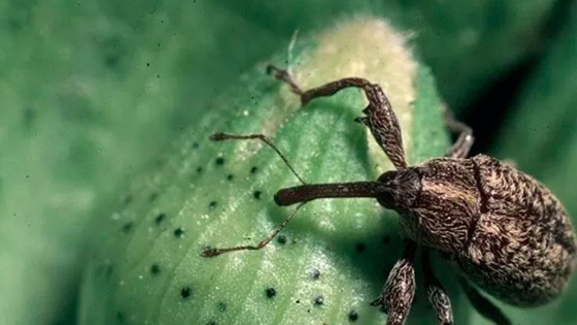 Recomendaciones para el manejo de insectos post cosecha de algodón
