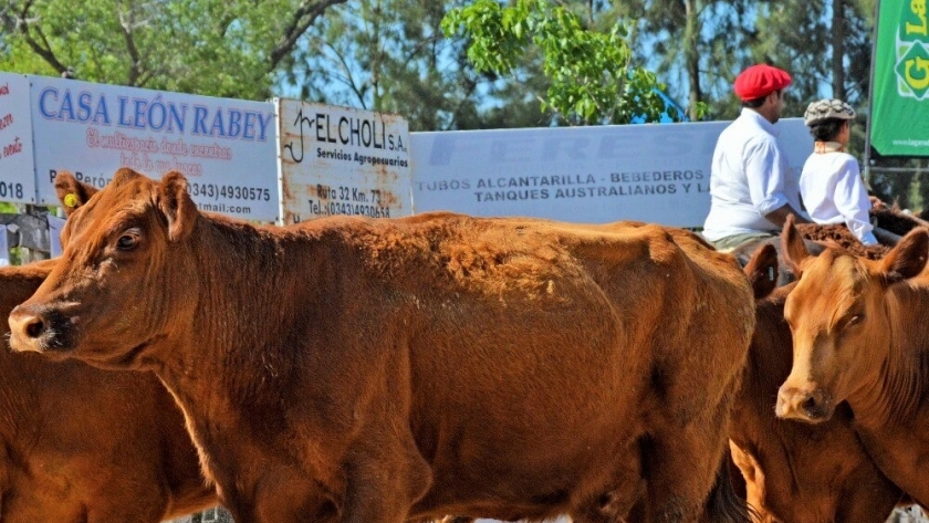La Asociación Argentina de Angus hará su tradicional remate de otoño que será virtual