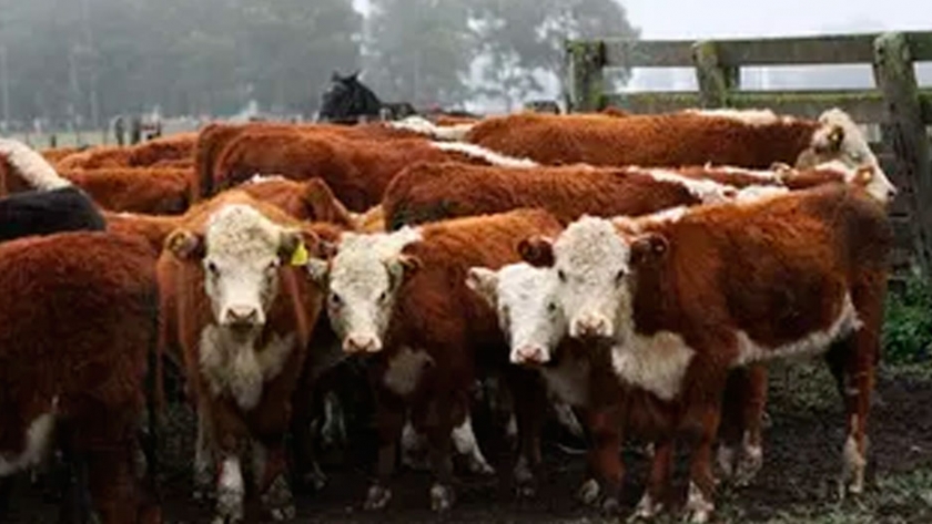 Las 8 estrategias que están aplicando los empresarios agropecuarios en la crisis del coronavirus
