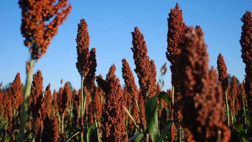 Sorgo: elevada humedad del grano en Entre Ríos