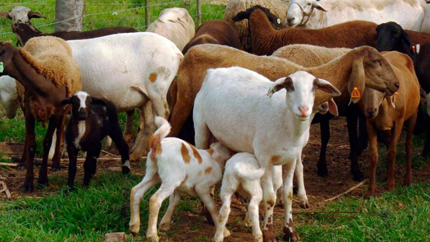 Santa Inés, la raza deslanada que Jujuy evalúa sumar para producir más carne ovina