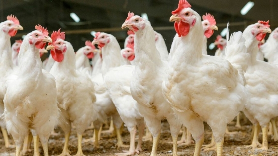 Comparación detallada entre la crianza de pollos pastoriles y de galpón