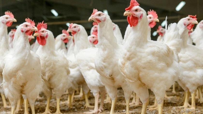 Comparación detallada entre la crianza de pollos pastoriles y de galpón