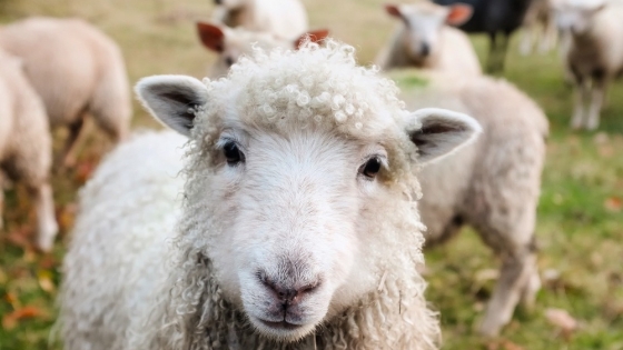 Gran estímulo para el aumento de la producción ovina