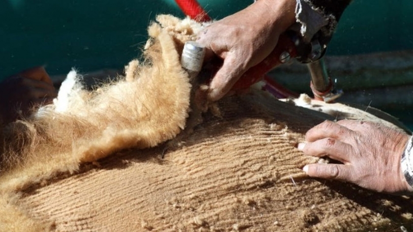 Ambiente brindará ayuda a los artesanos con la venta de fibra de Vicuña
