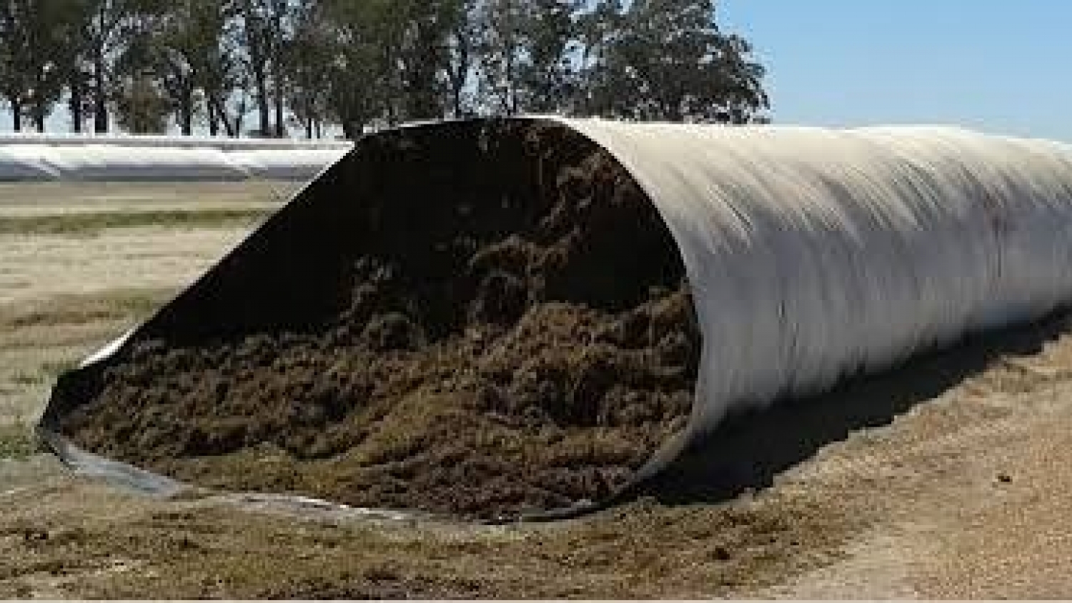 Alfalfa: el dato que puede definir la calidad del silaje y evitar pérdidas de nutrientes