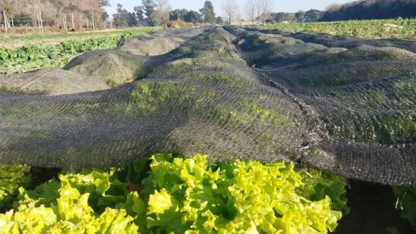 Cómo reducir el impacto de las heladas en hortalizas, flores y frutales