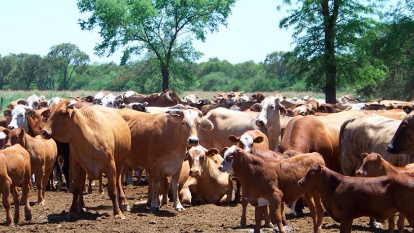 Pautas para potenciar el manejo del rodeo en condiciones extremas