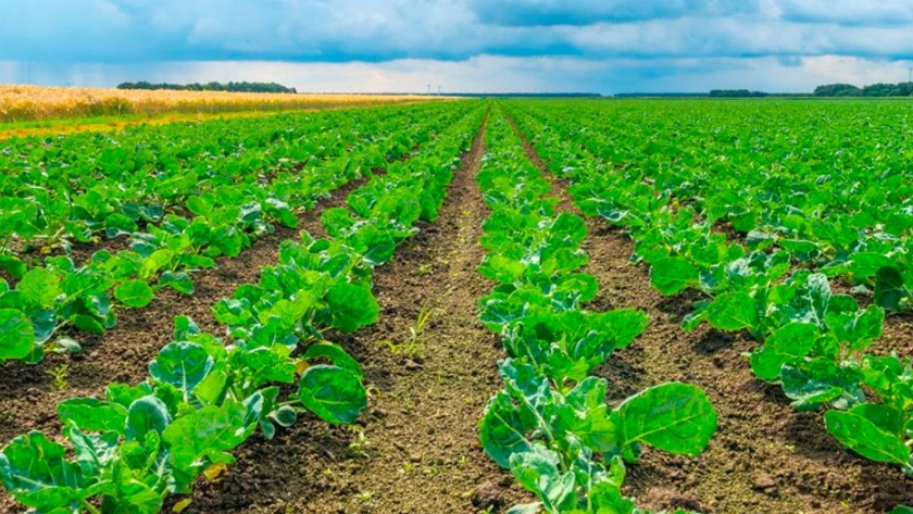 Buscan ampliar la cobertura de los seguros agrícolas