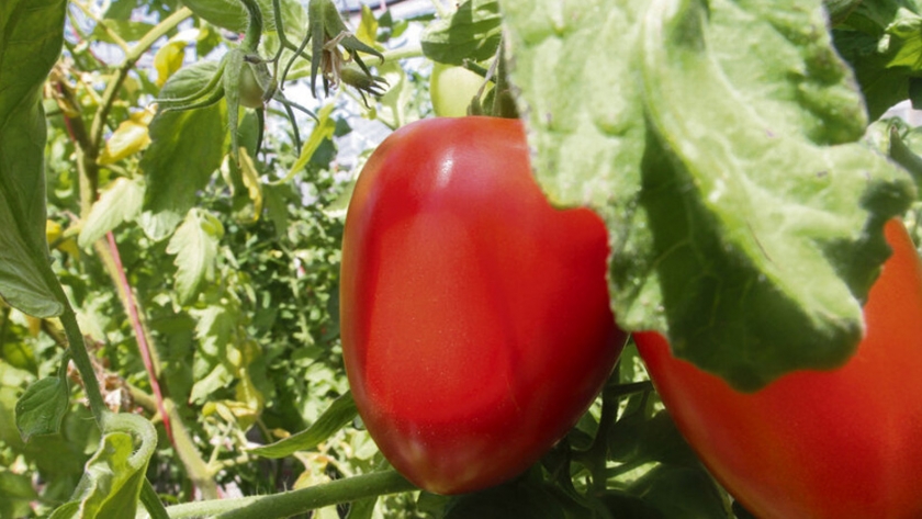 La agroecología avanza en Uruguay impulsada por una mayor "conciencia ambiental" y demanda de productos saludables