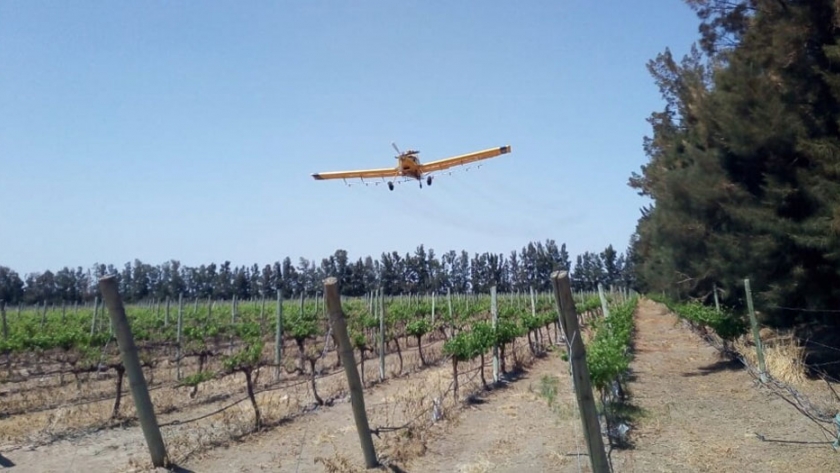 Realizarán aplicaciones aéreas en 25 de Mayo, Caucete y 9 de Julio