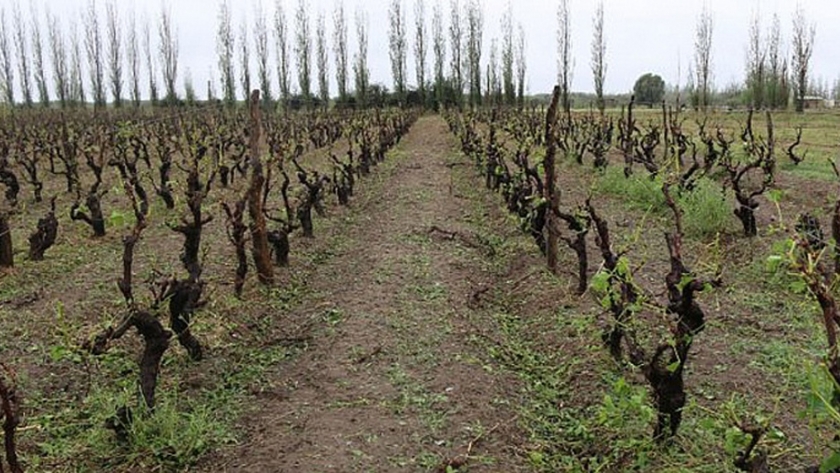 Seguro Agrícola: se pone en marcha la campaña 2020-2021