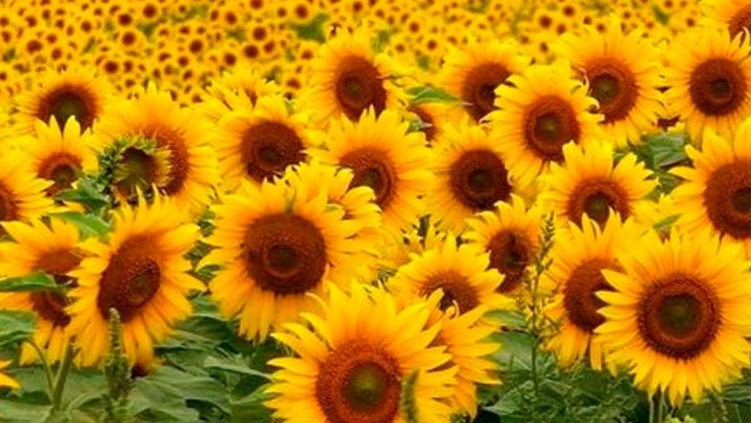 Evaluarán la necesidad de resiembra de girasol en Buenos Aires