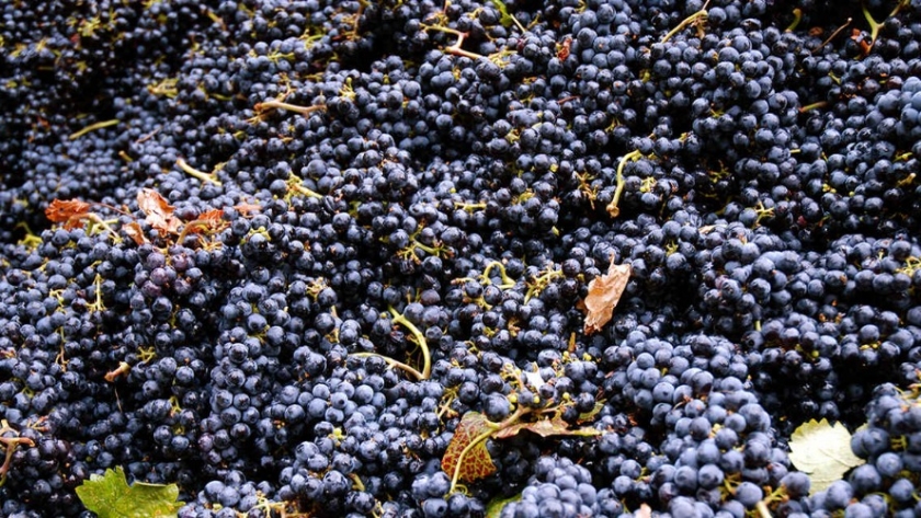 Si el vino viene, viene la vida: Proyectan que la cosecha 2021 “será muy buena” y “excepcional