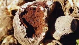 Maní argentino: biotecnología para combatir el carbón y acelerar el mejoramiento genético