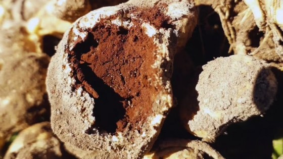 Maní argentino: biotecnología para combatir el carbón y acelerar el mejoramiento genético