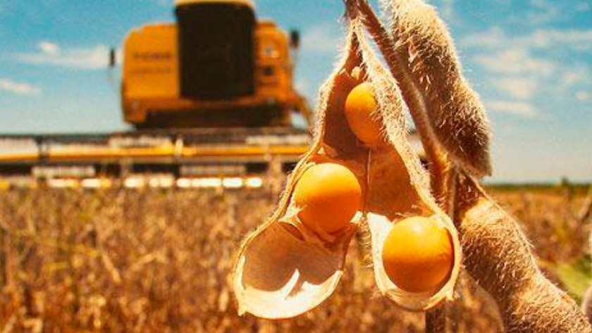 Cómo quedó el nuevo esquema de retenciones para los principales cultivos agrícolas