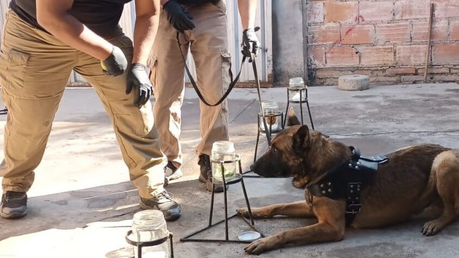 Perros entrenados refuerzan la defensa sanitaria del NOA frente al avance del HLB