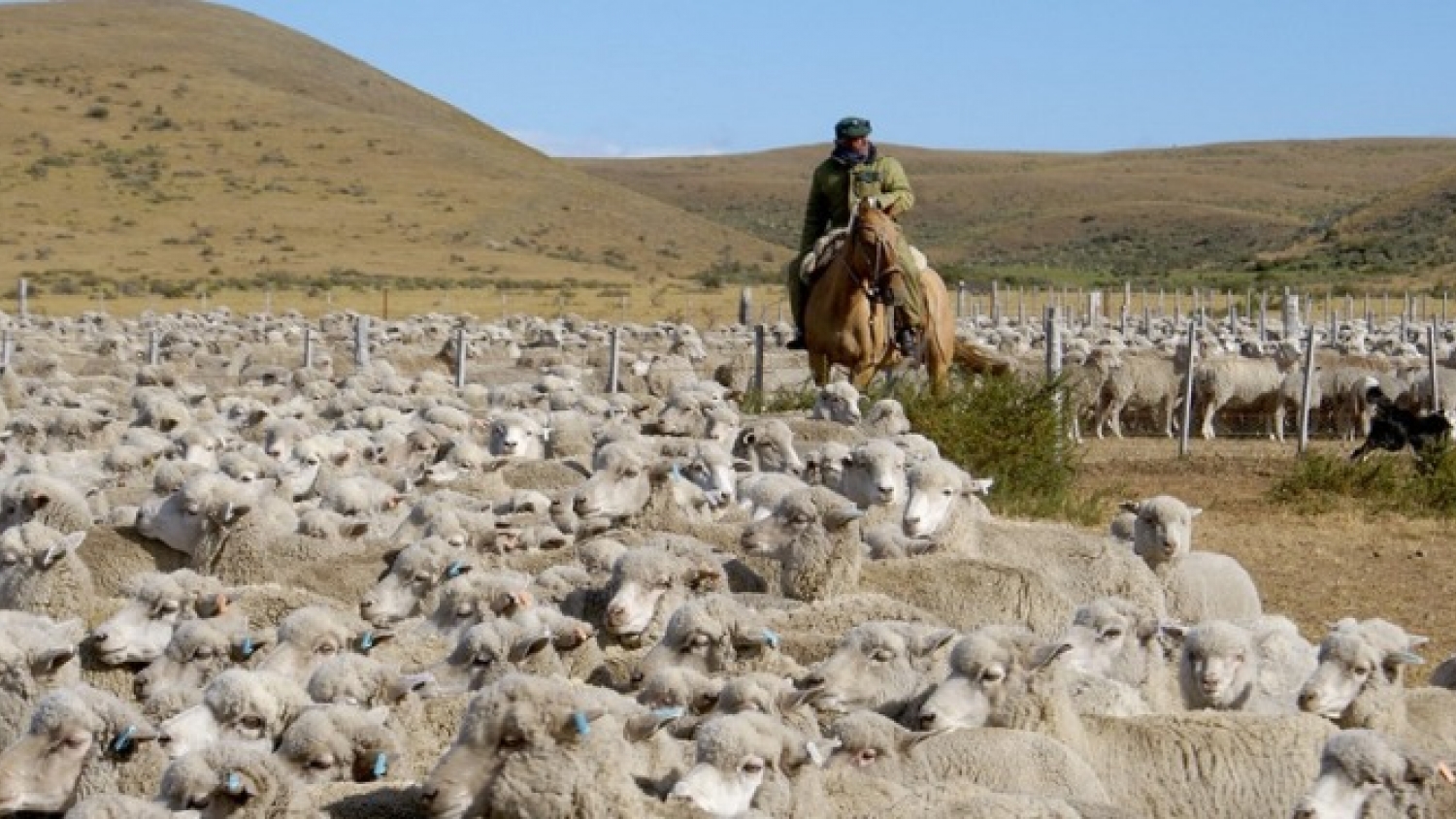 Crisis ganadera en Chubut: productores reclaman un plan de largo plazo tras más de 20 reuniones