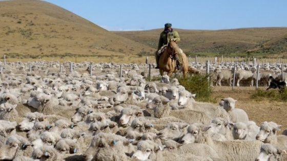 Crisis ganadera en Chubut: productores reclaman un plan de largo plazo tras más de 20 reuniones