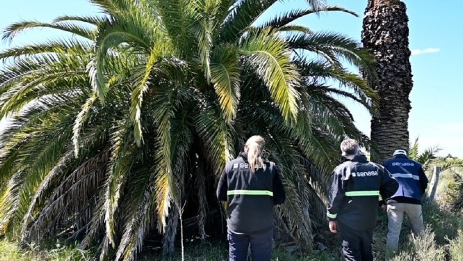 El Senasa intensifica la vigilancia por el picudo rojo tras detectar la plaga en Entre Ríos