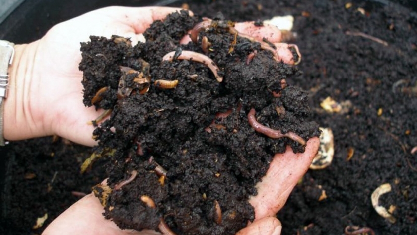 Producción de humus de lombriz: el tesoro orgánico para la agricultura sostenible
