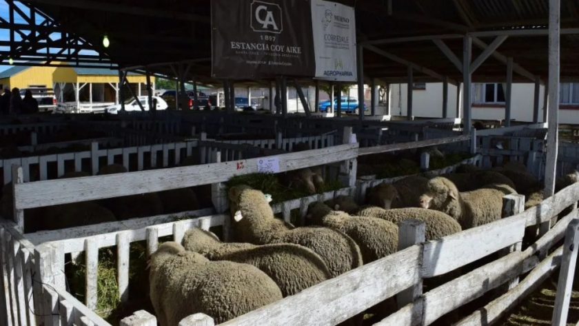 INTA Y Senasa presentaron el baño móvil para ovejas: el objetivo, zona libre de sarna