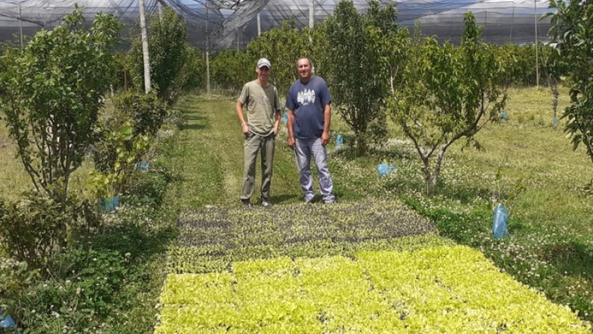 Continúa la ejecución del Plan de Activación Productiva Frutihortícola