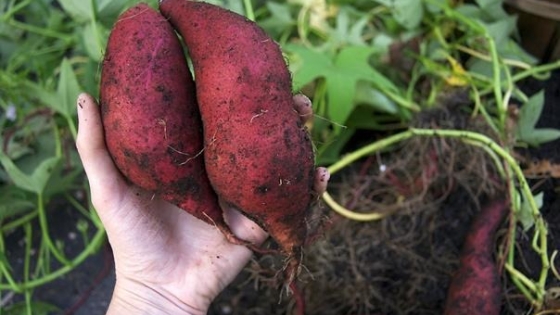 <Promueven la producción de batata en zonas periurbanas