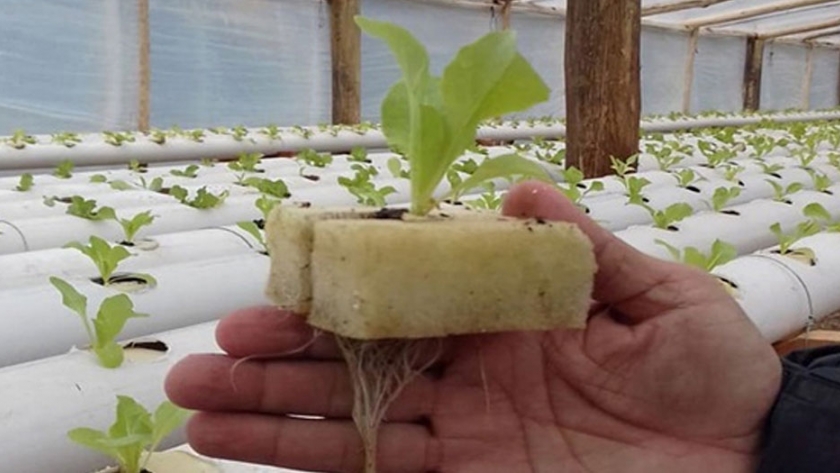 Acuaponia: experiencia piloto para transferir tecnología al sector productivo